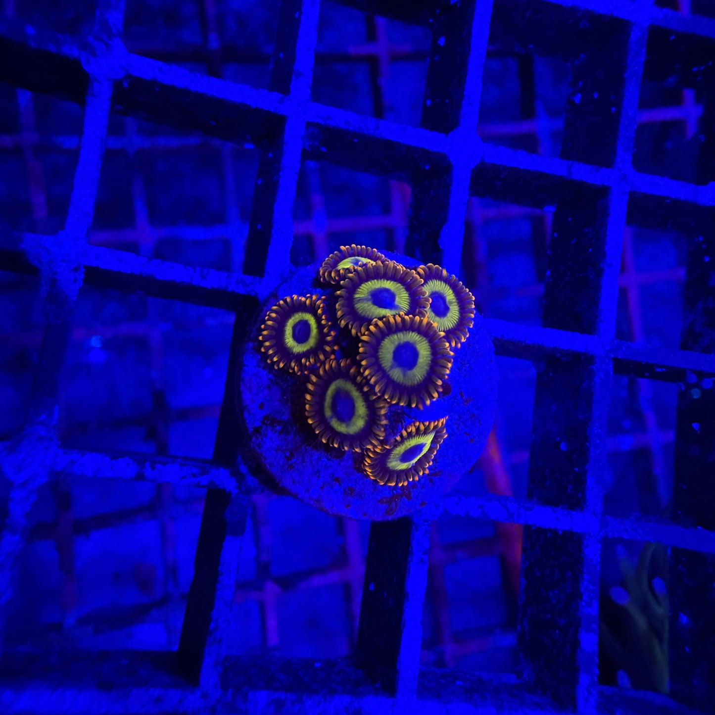 WYSIWYG Fruitloops Zoas