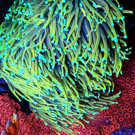 Blowtorch Torch Coral