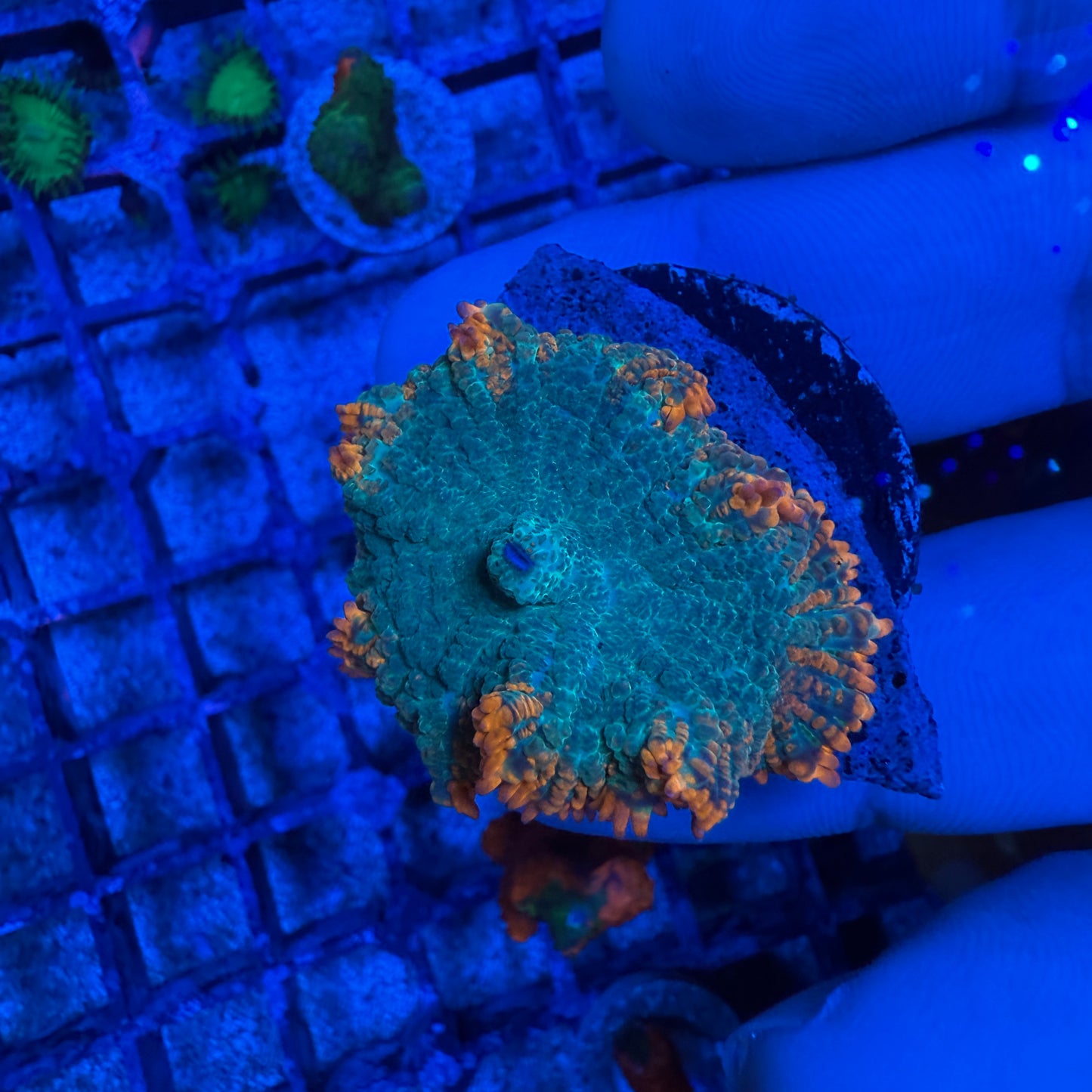 Orange Claw Rhodactis Mushroom