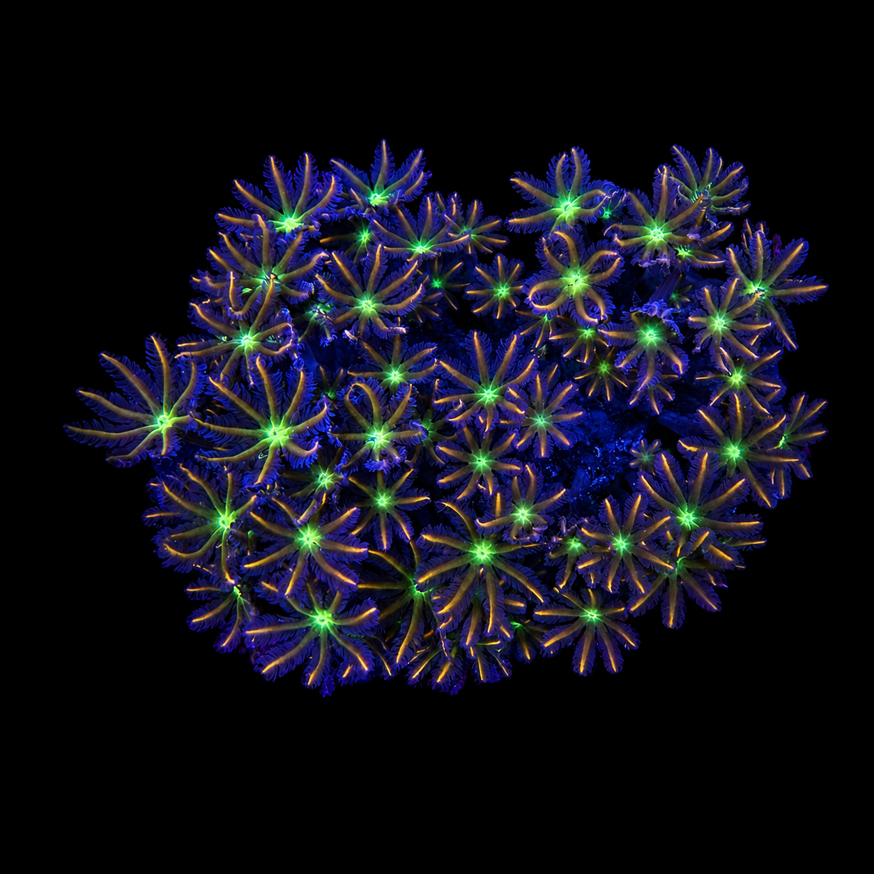 WYSIWYG Ultra Clove Polyp Coral