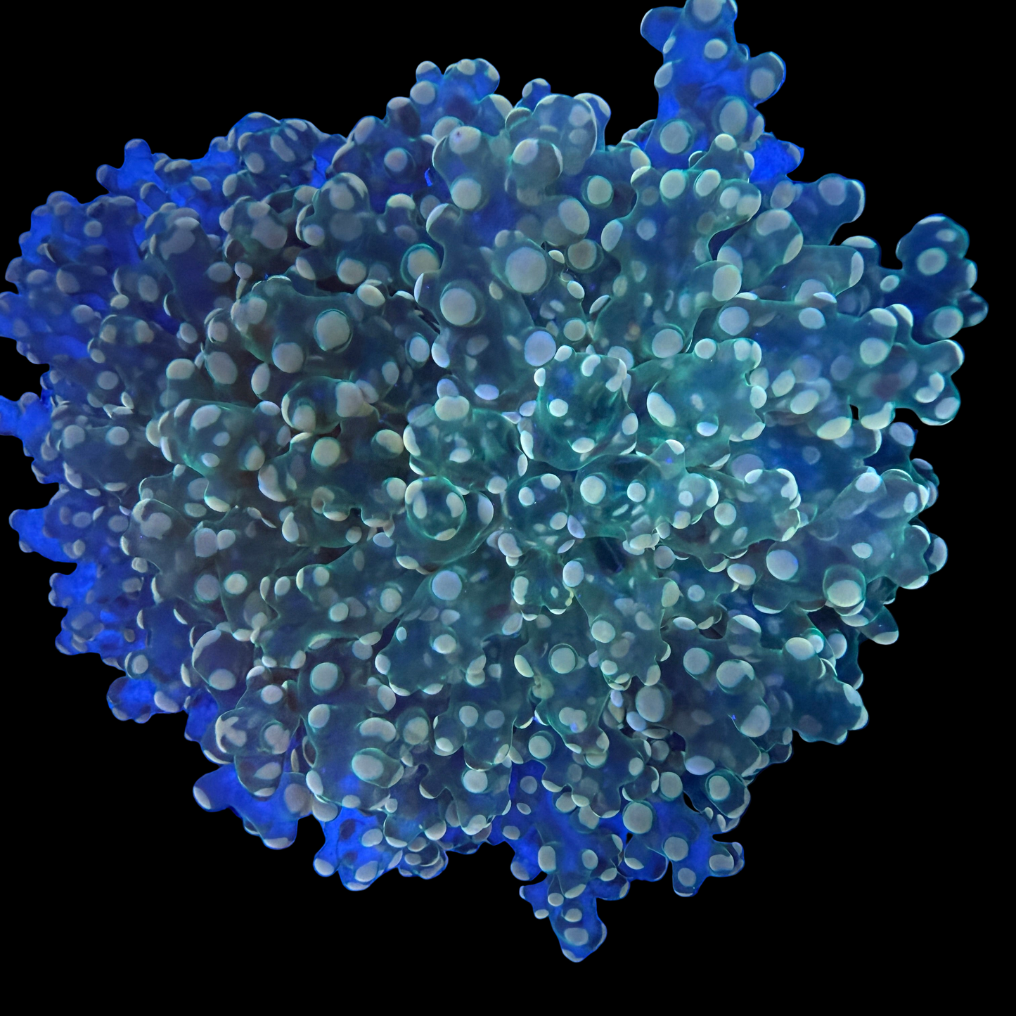 WYSIWYG Gold Frogspawn LG