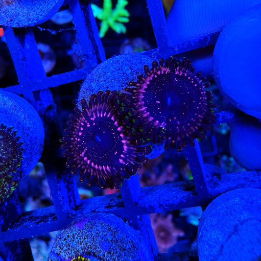 WYSIWYG WWC Tasers Zoa