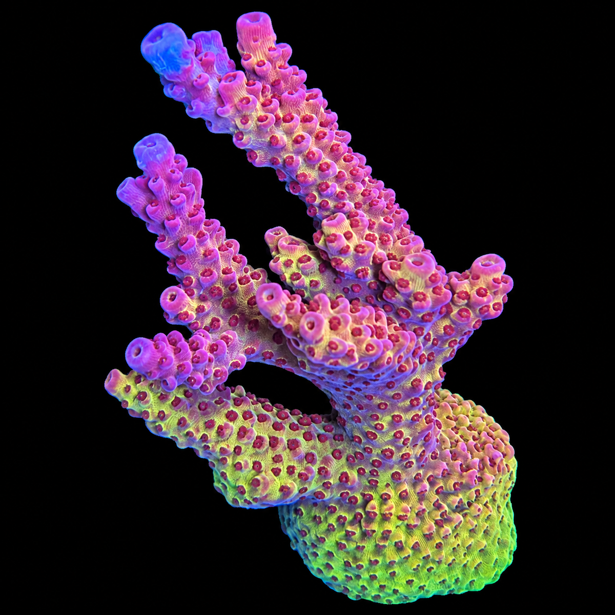 WYSIWYG PC Rainbow Coral Colony