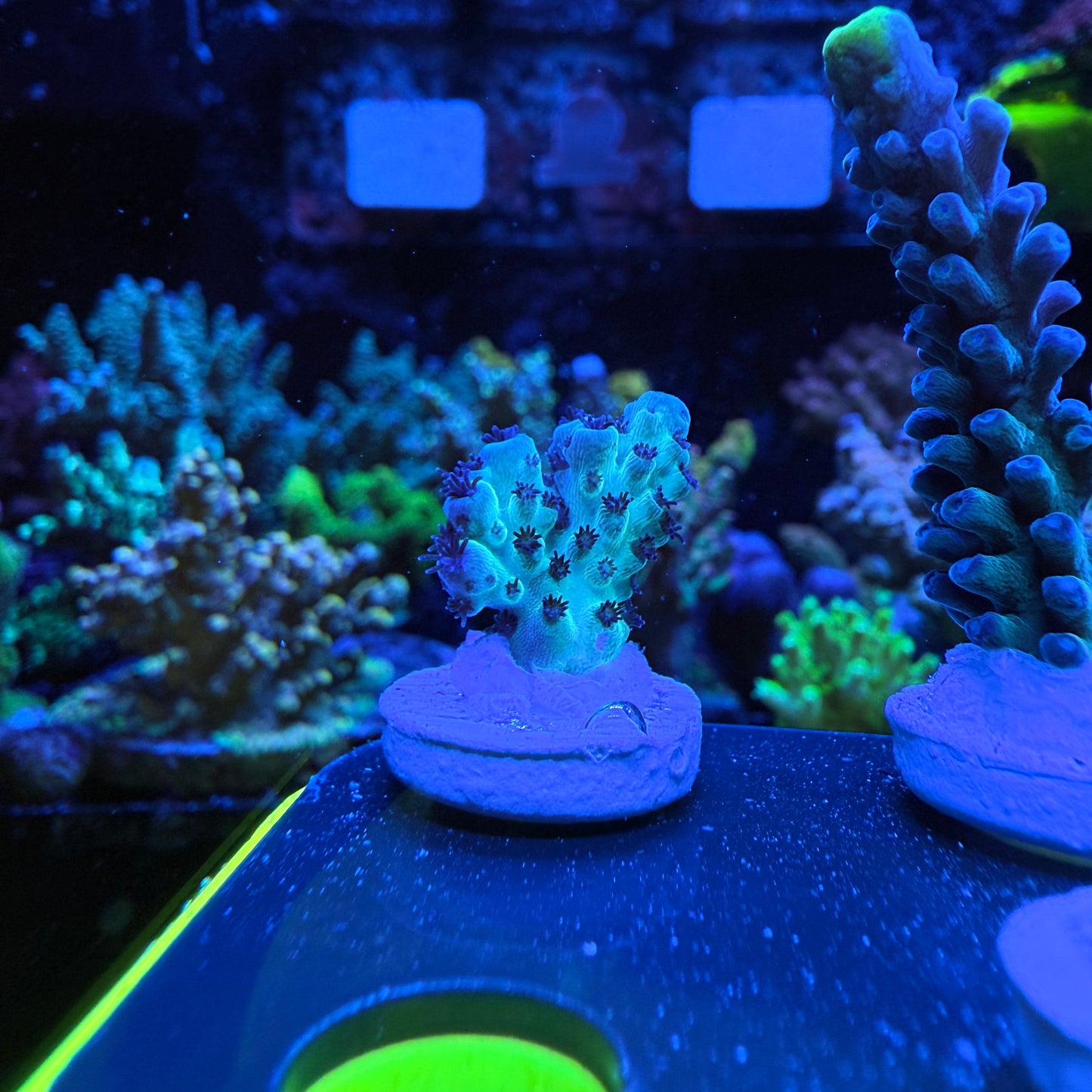 WYSIWYG Cookie Monster Acro