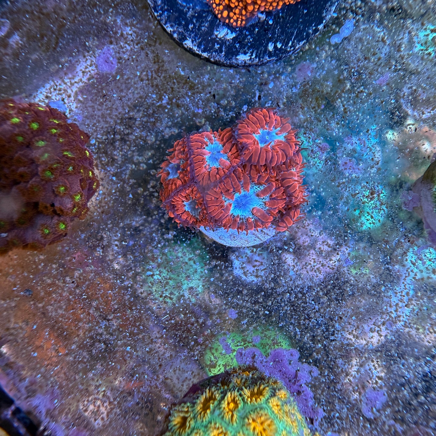 WYSIWYG Blasto Coral Frag