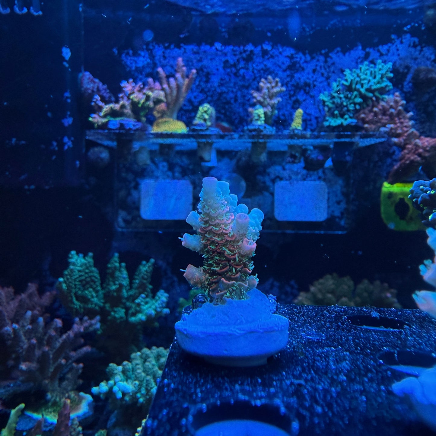 WYSIWYG ASD Rainbow Millie