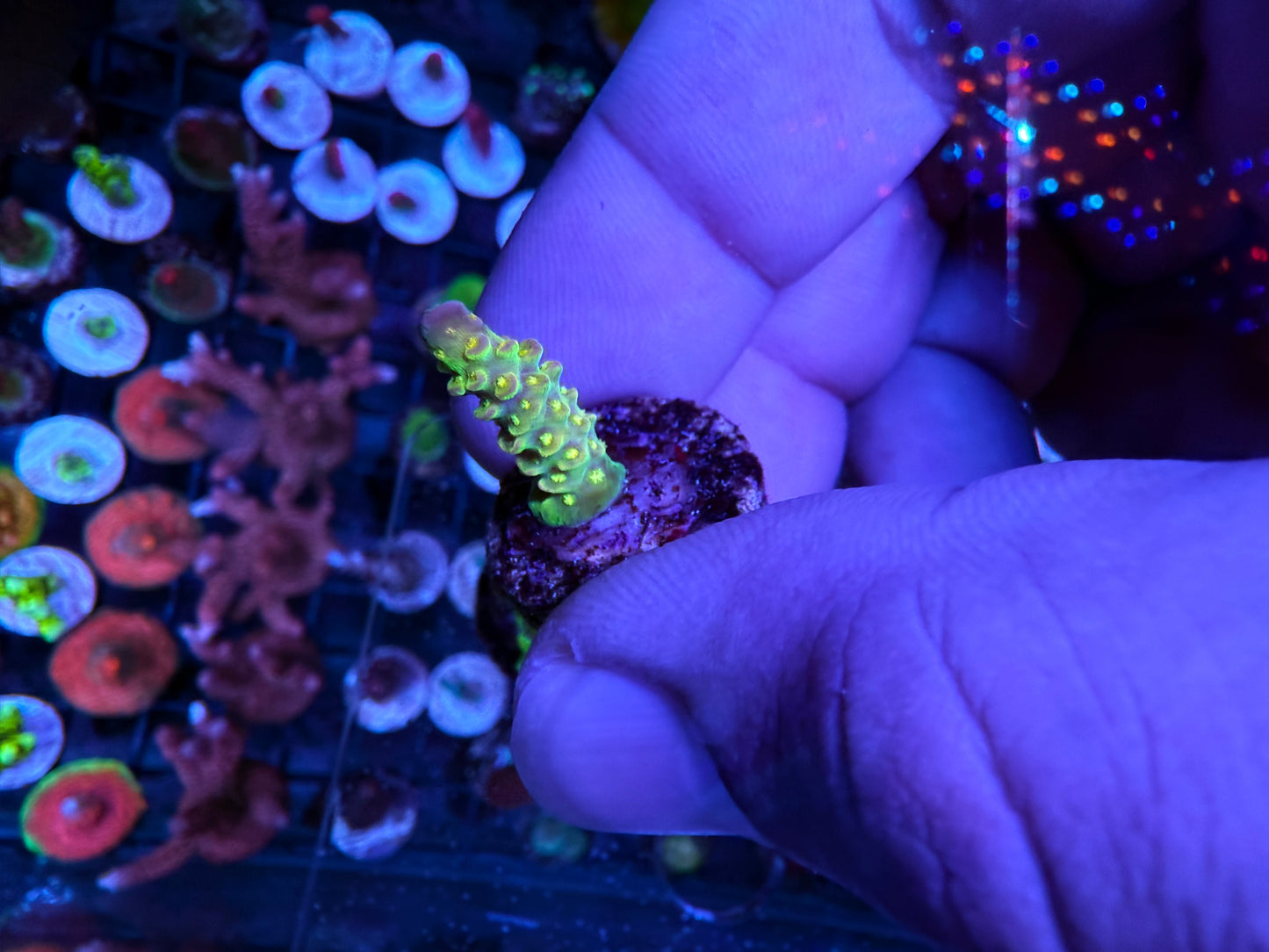 Walt Disney Acropora