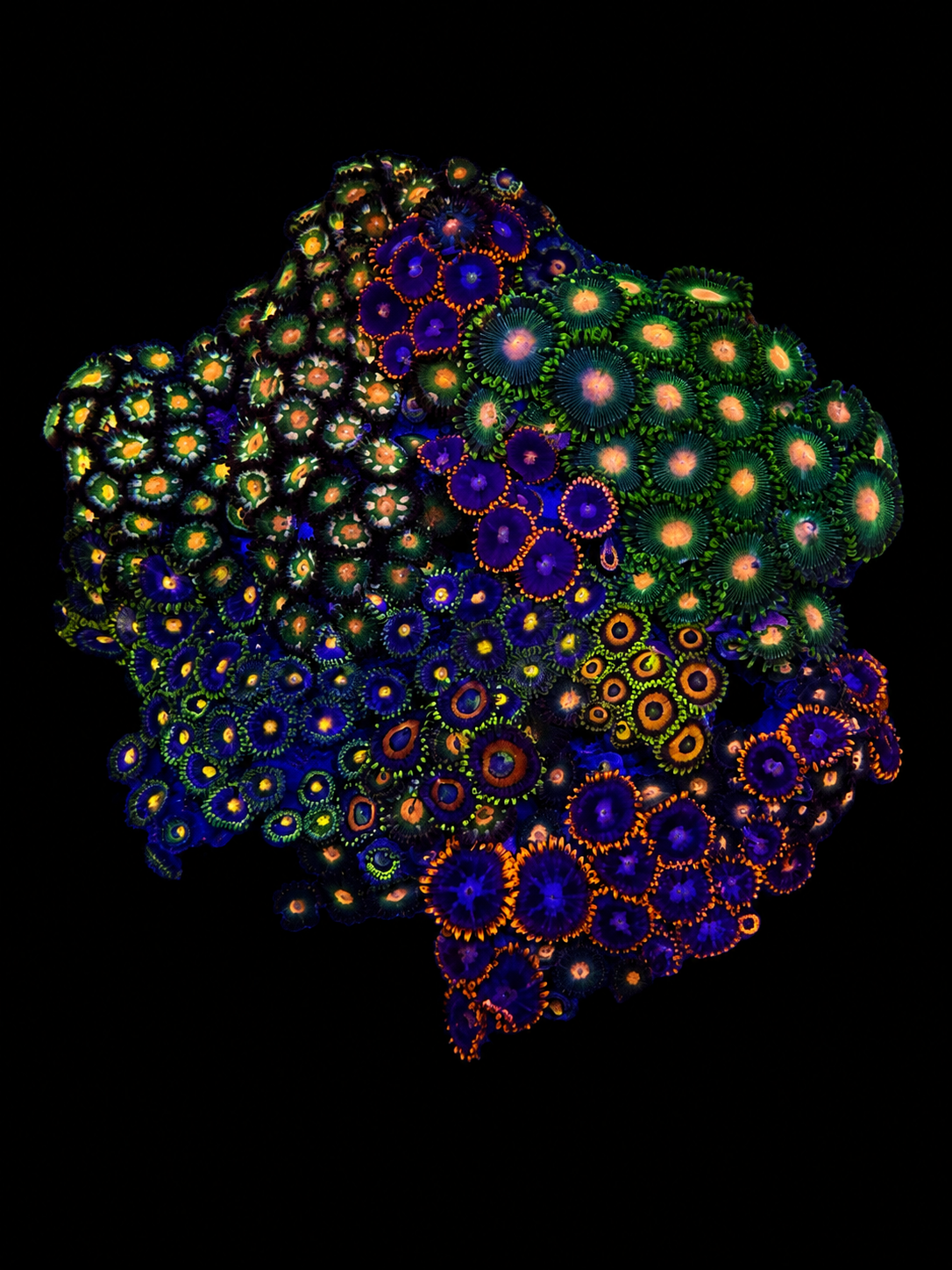 WYSIWYG Zoanthid Coral Garden