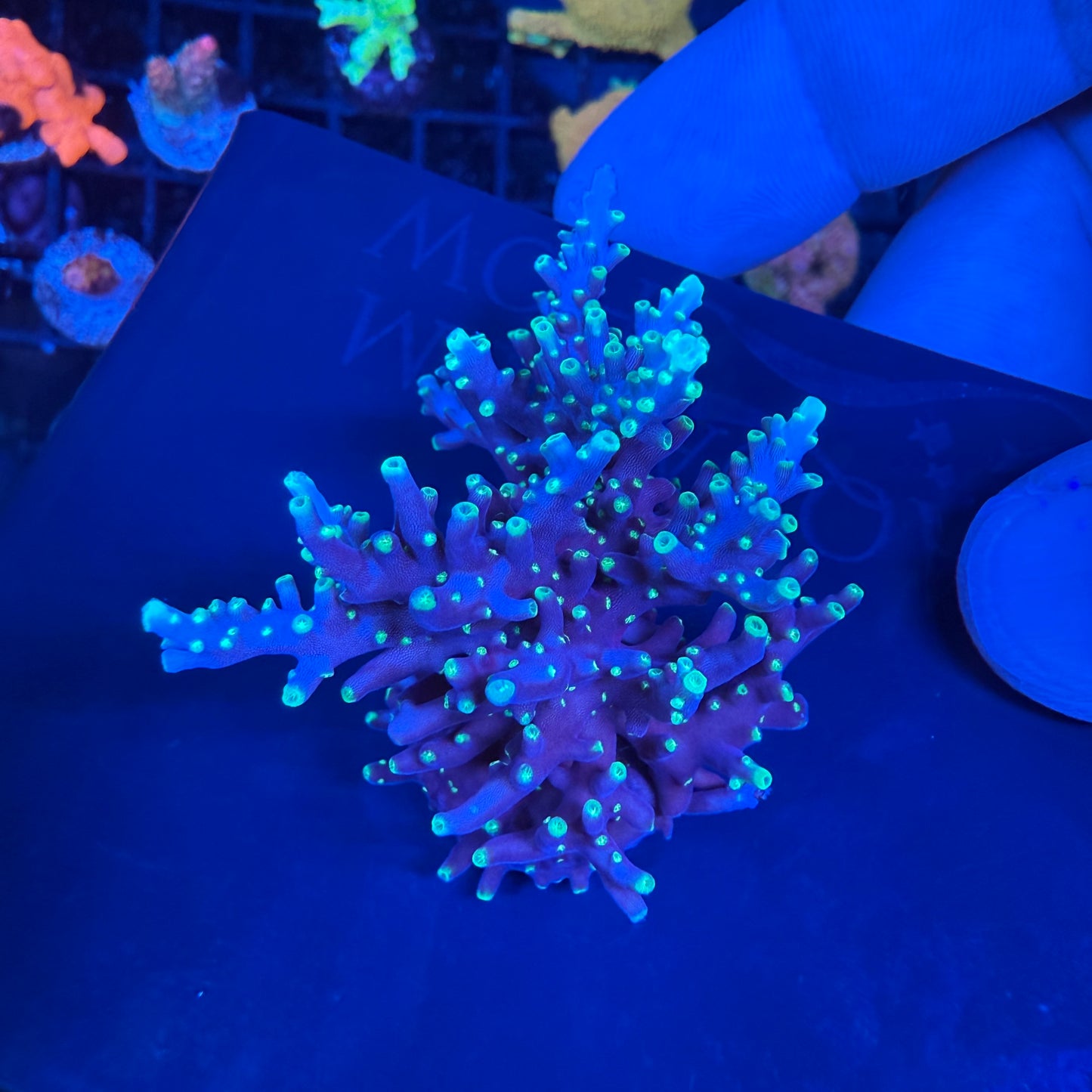 WYSIWYG Ms. Pacman Colony