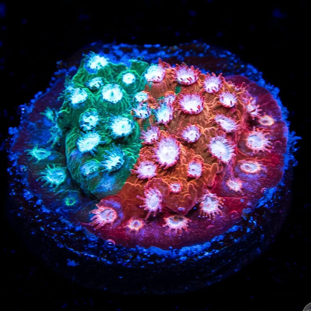 JF Fender Bender Cyphastrea