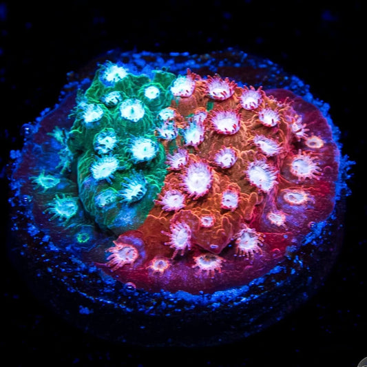 JF Fender Bender Cyphastrea