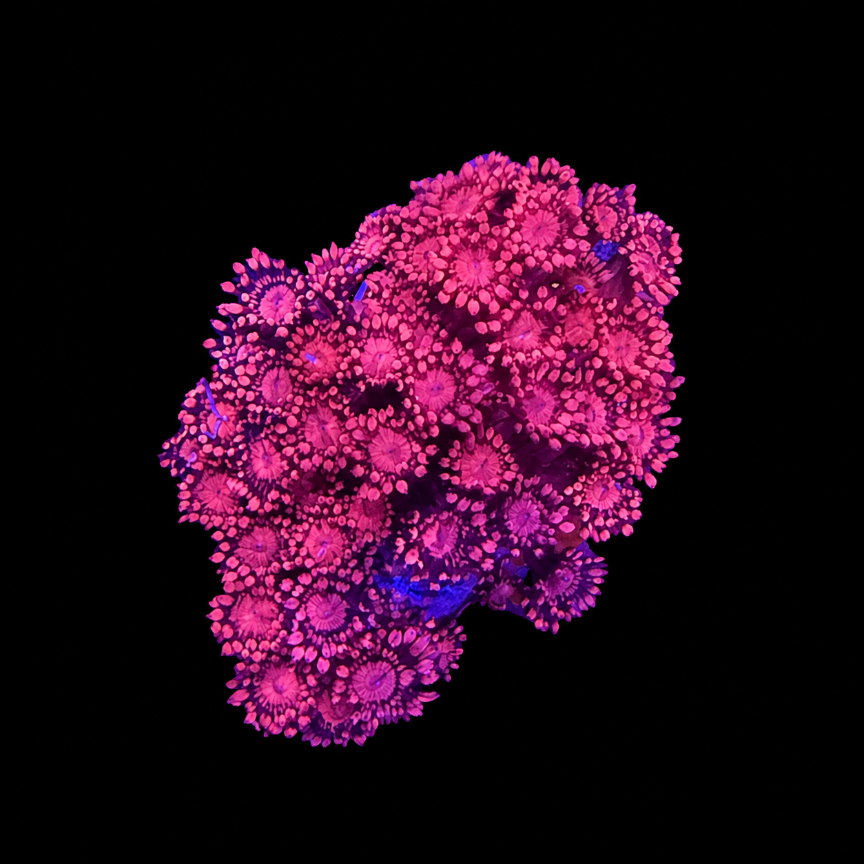 WYSIWYG Red Goniopora Coral