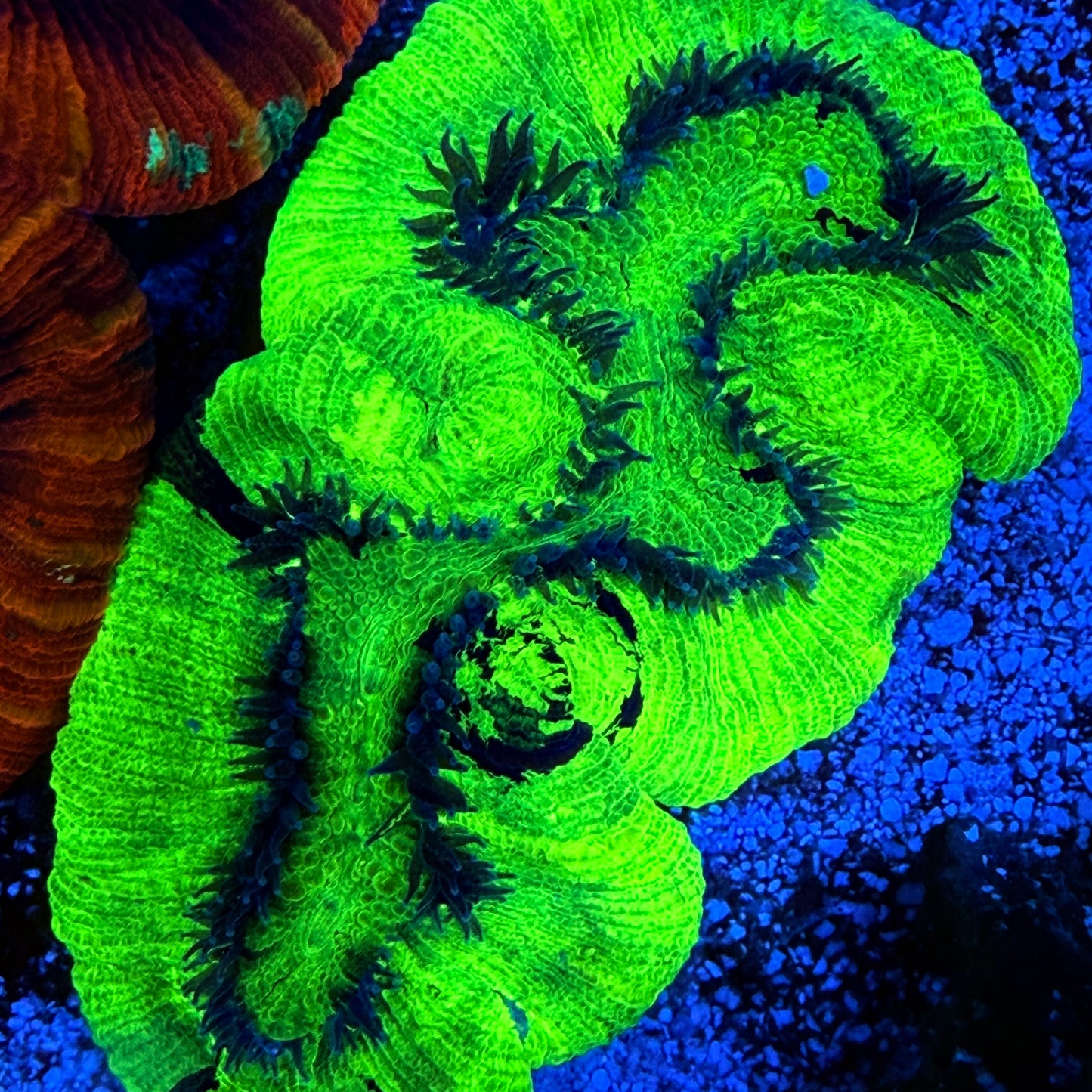 Ultra Green Trachyphyllia Coral