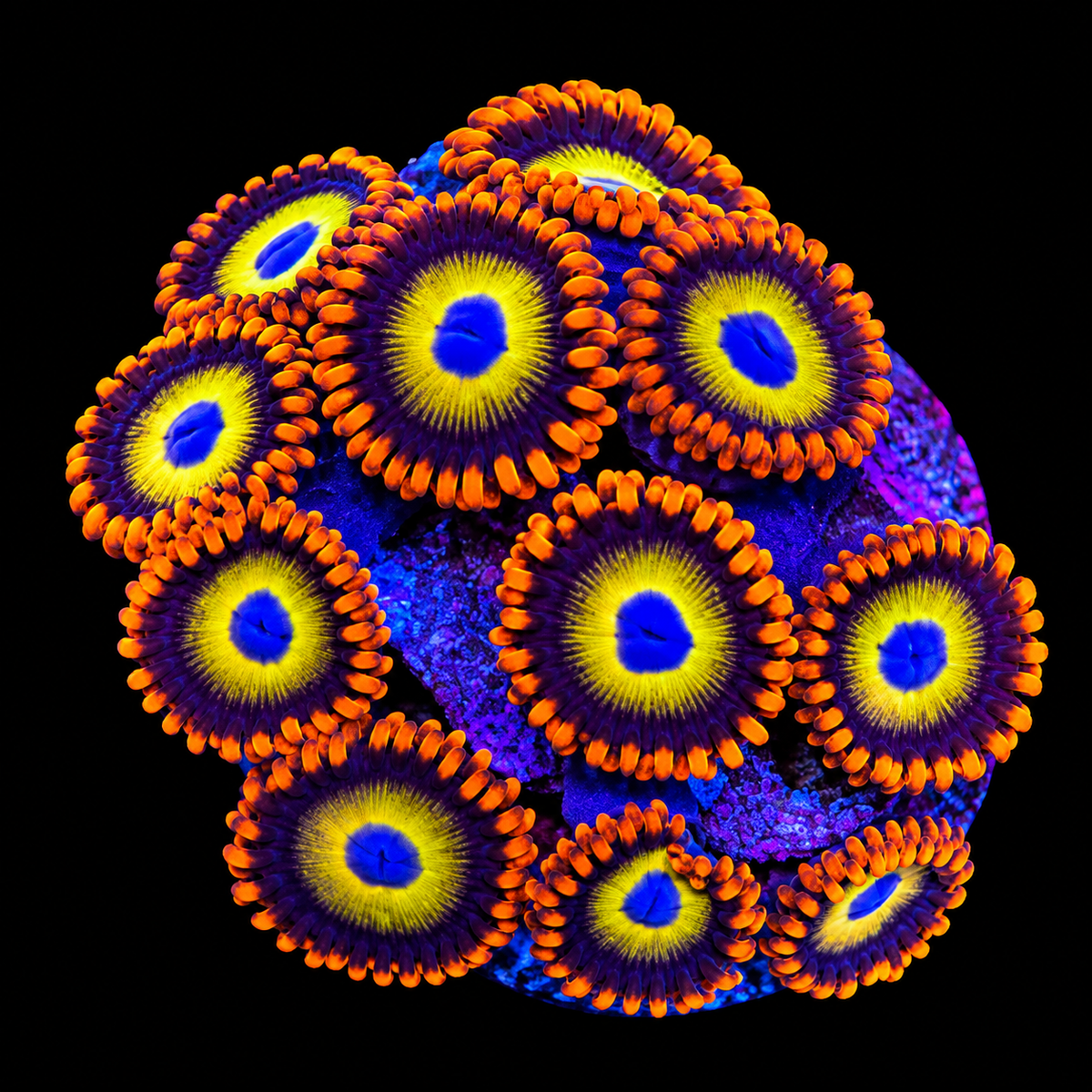 Fruit Loops Zoanthids Coral
