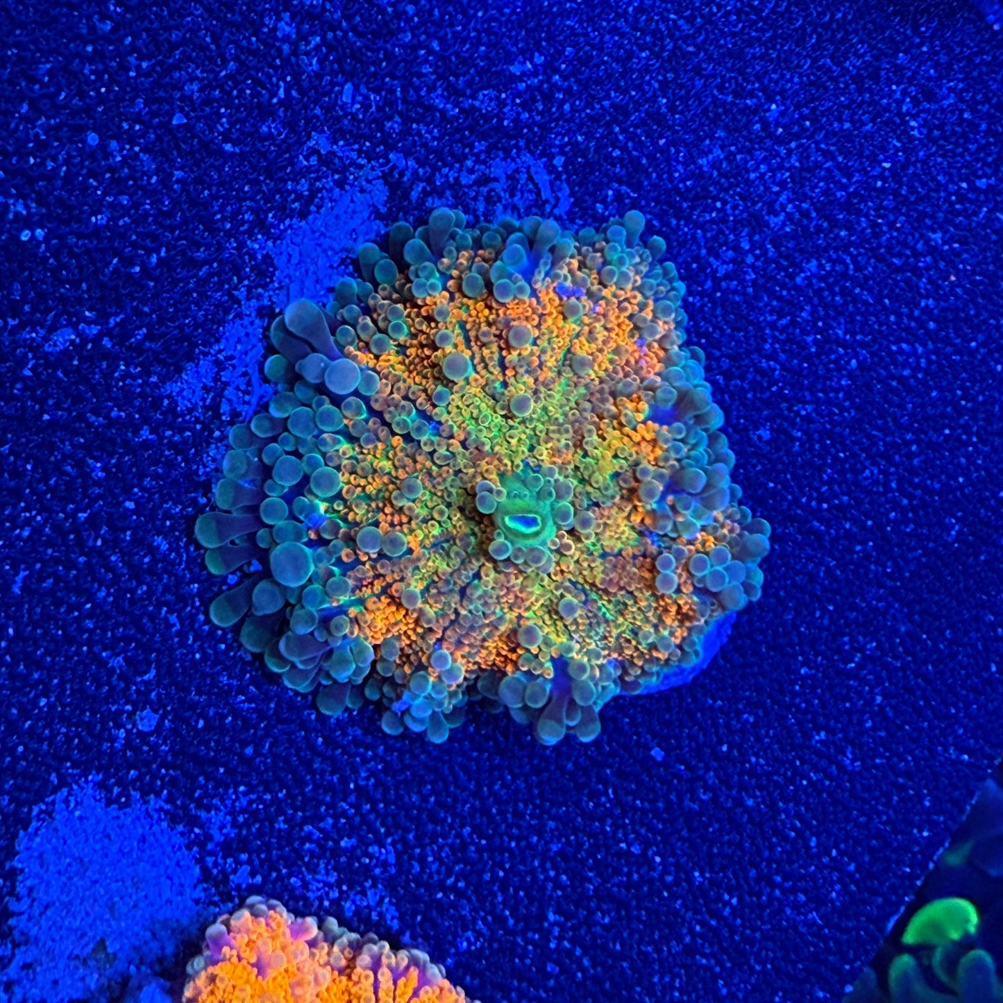 WYSIWYG Ultra Yuma Mushroom