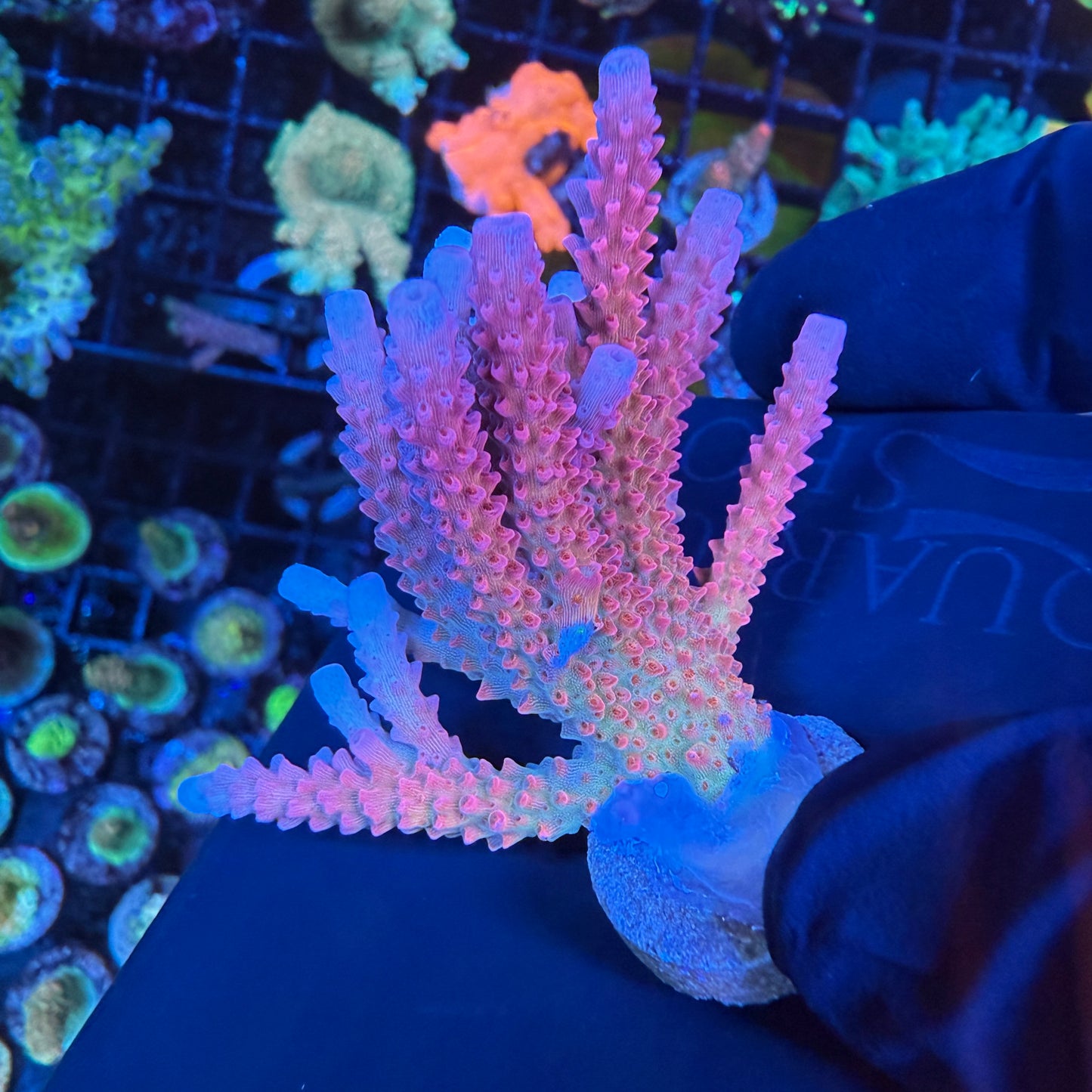 WYSIWYG PC Rainbow Acropora Colony