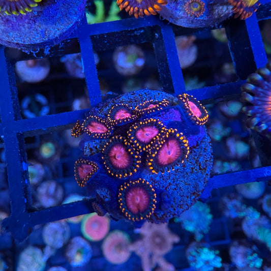 WYSIWYG KH Sunburst Zoa