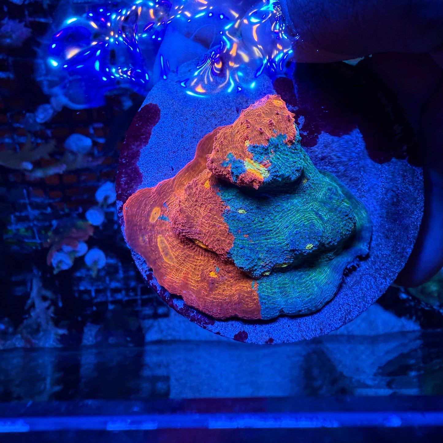 Rainbow Chalice Frag
