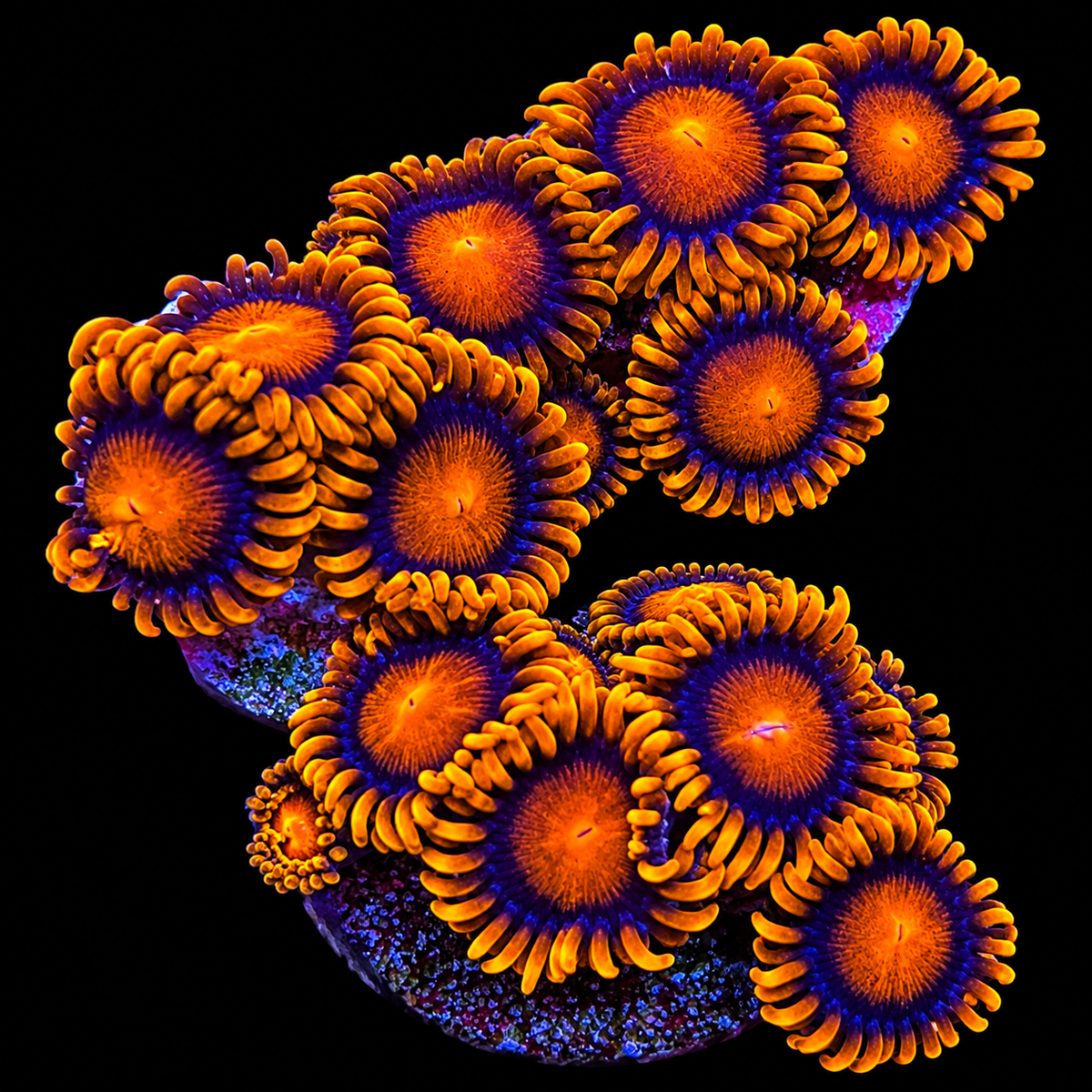 Bambam Zoanthids Coral