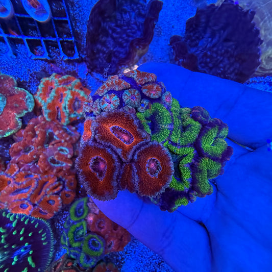 Assorted Acan Trios