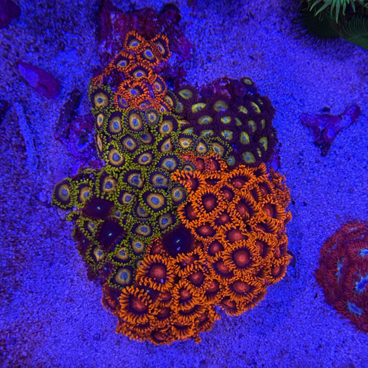 WYSIWYG Zoas Combo Rock