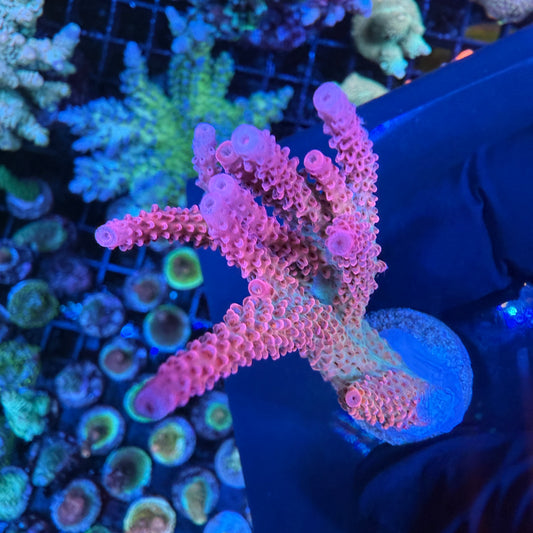 WYSIWYG PC Rainbow Acropora Colony