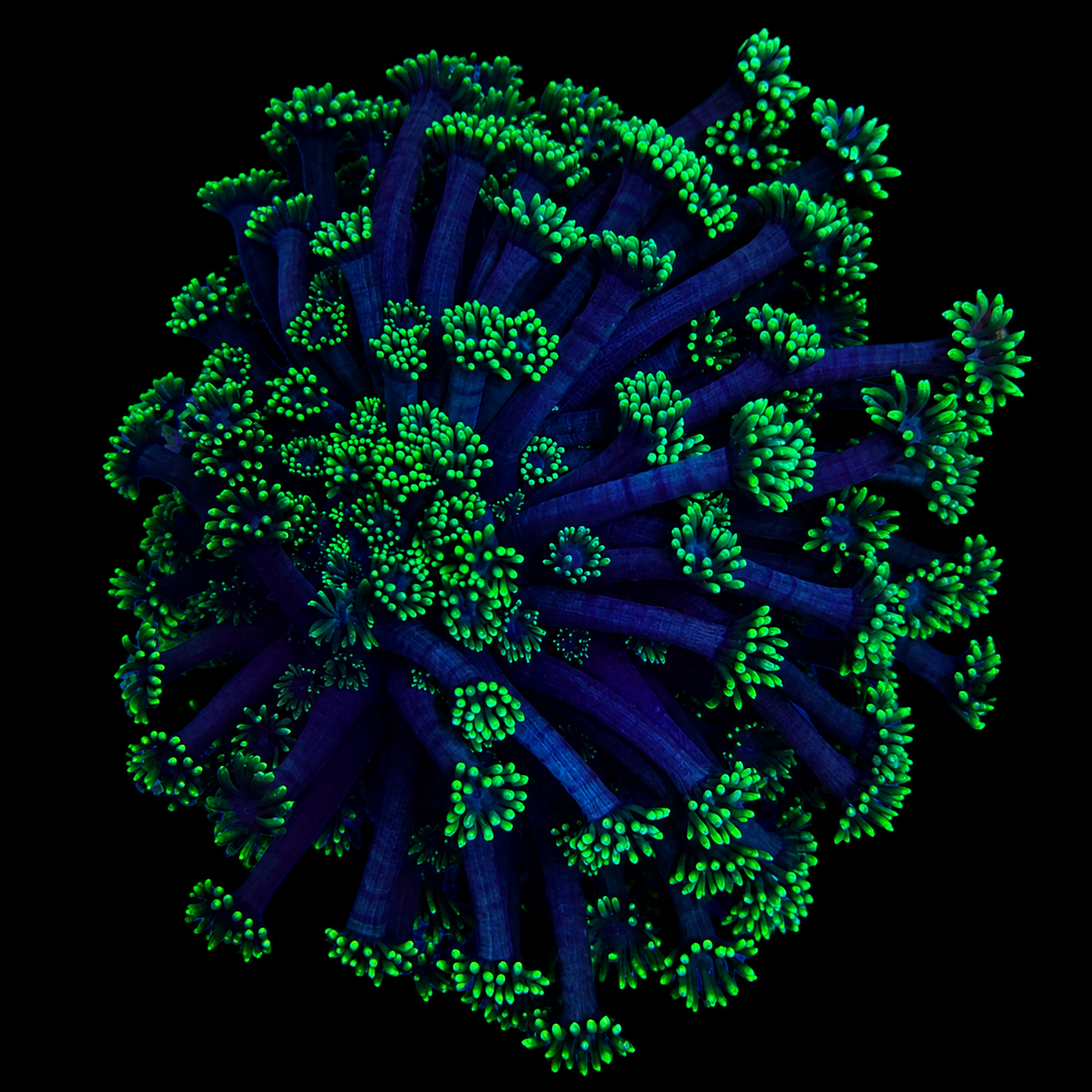 WYSIWYG Goniopora Coral