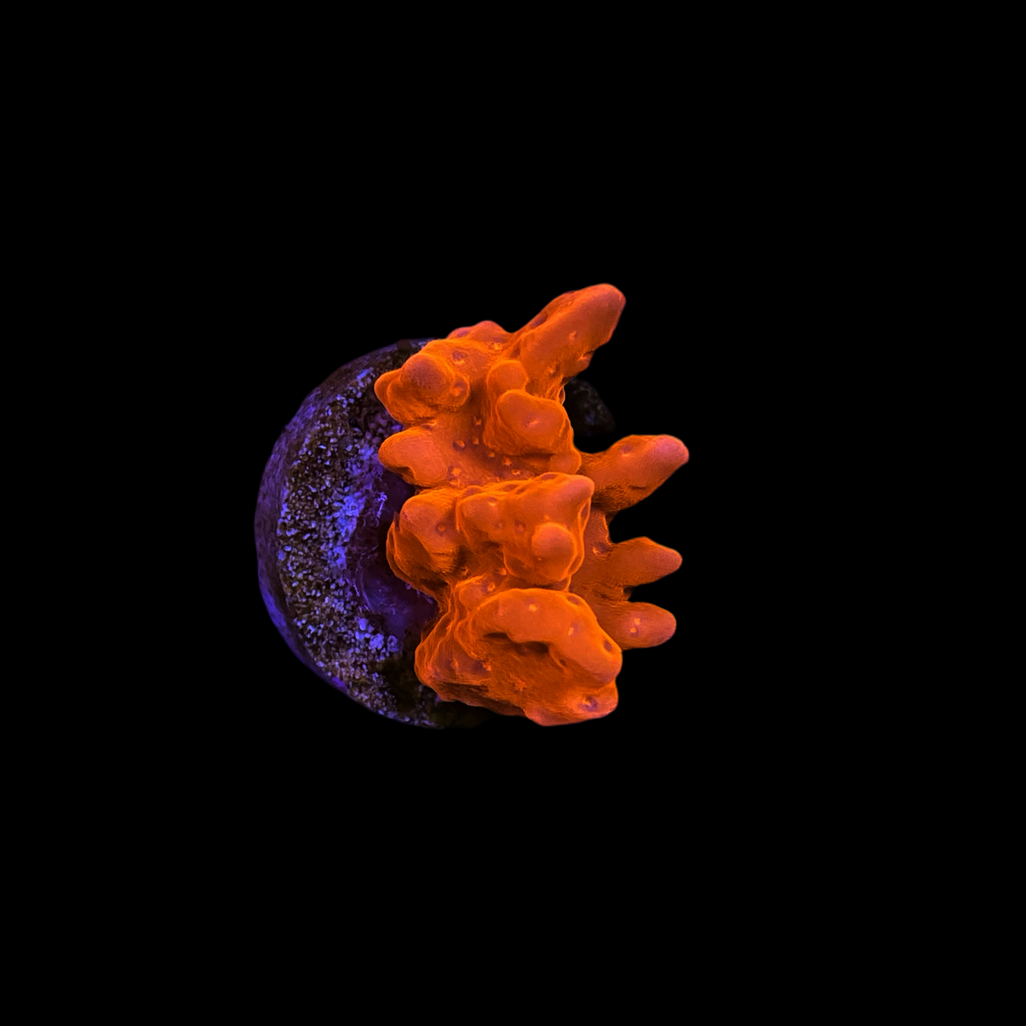 Red Setosa Coral Frag