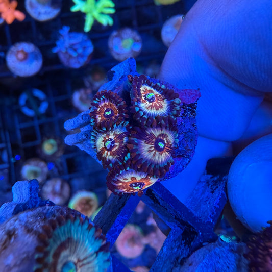 WYSIWYG White Zombie Zoa