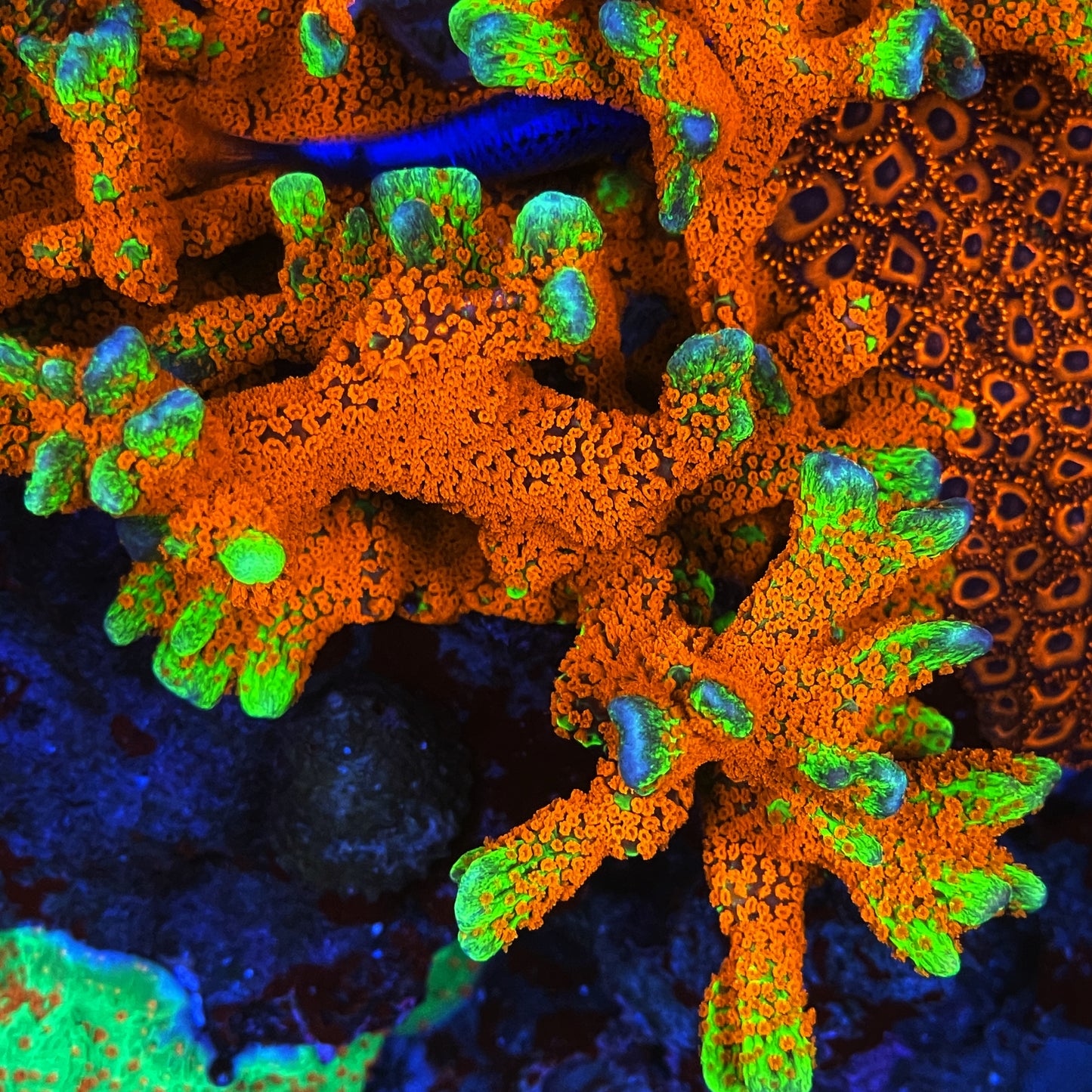 Bubblegum Digitata Montipora