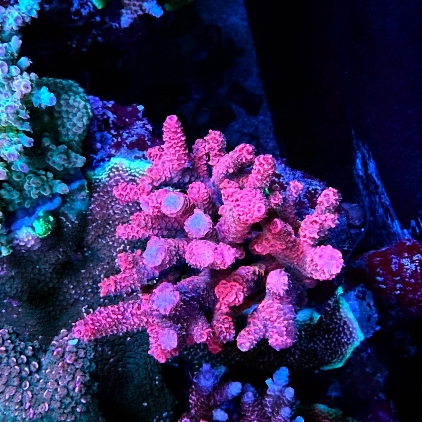 Phantom Millepora Acropora