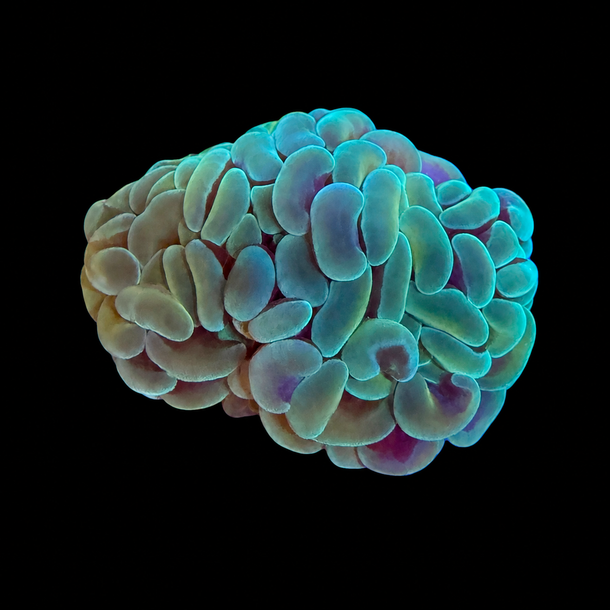 Green Hammer Coral
