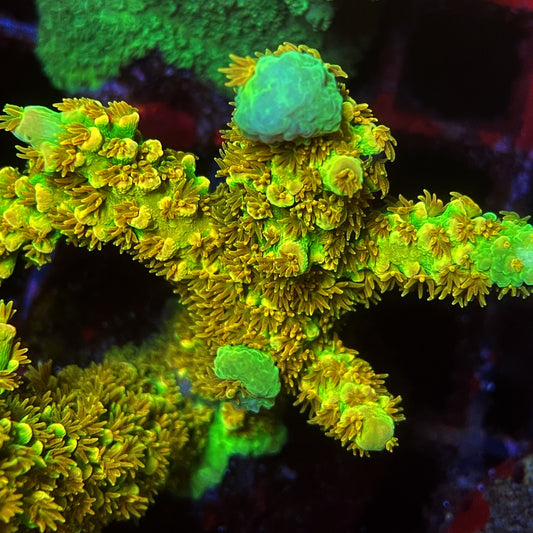 AS Rainbow Envy Acropora