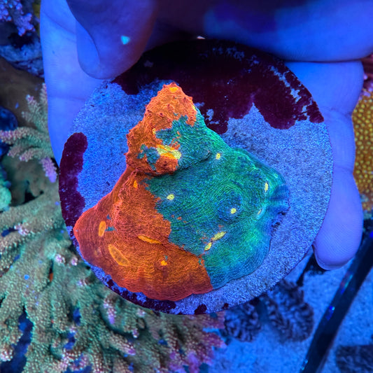 Rainbow Chalice Frag