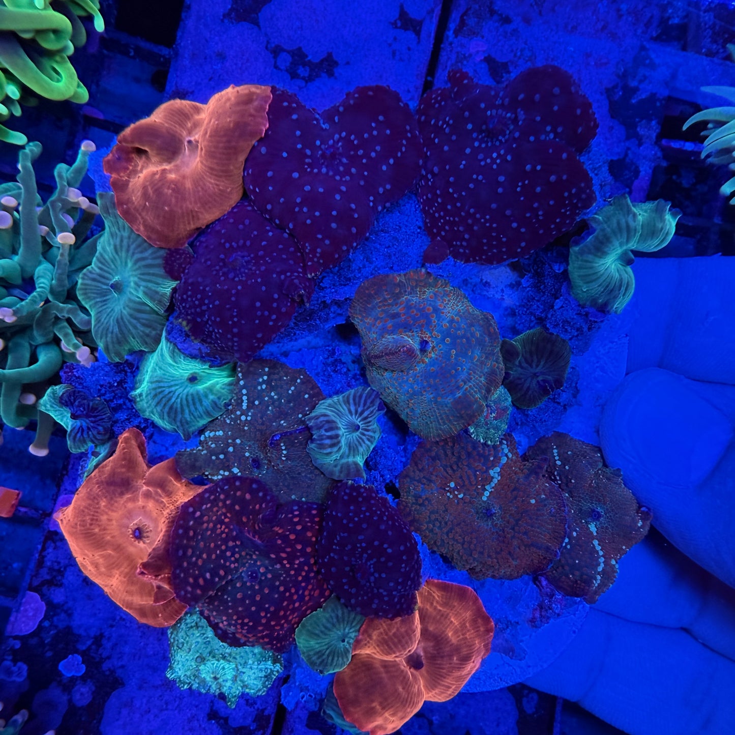 WYSIWYG Rainbow Mushroom Rock