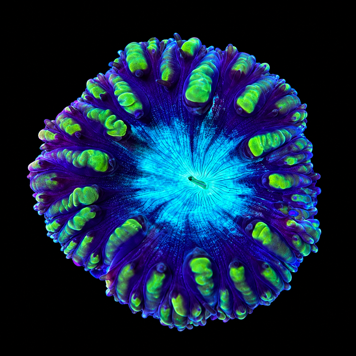 Ultra Blasto Coral Frag