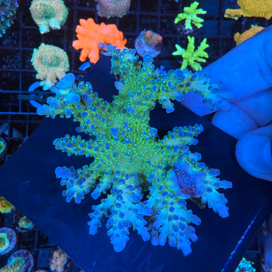 WYSIWYG Mr Miyagi Tort Colony