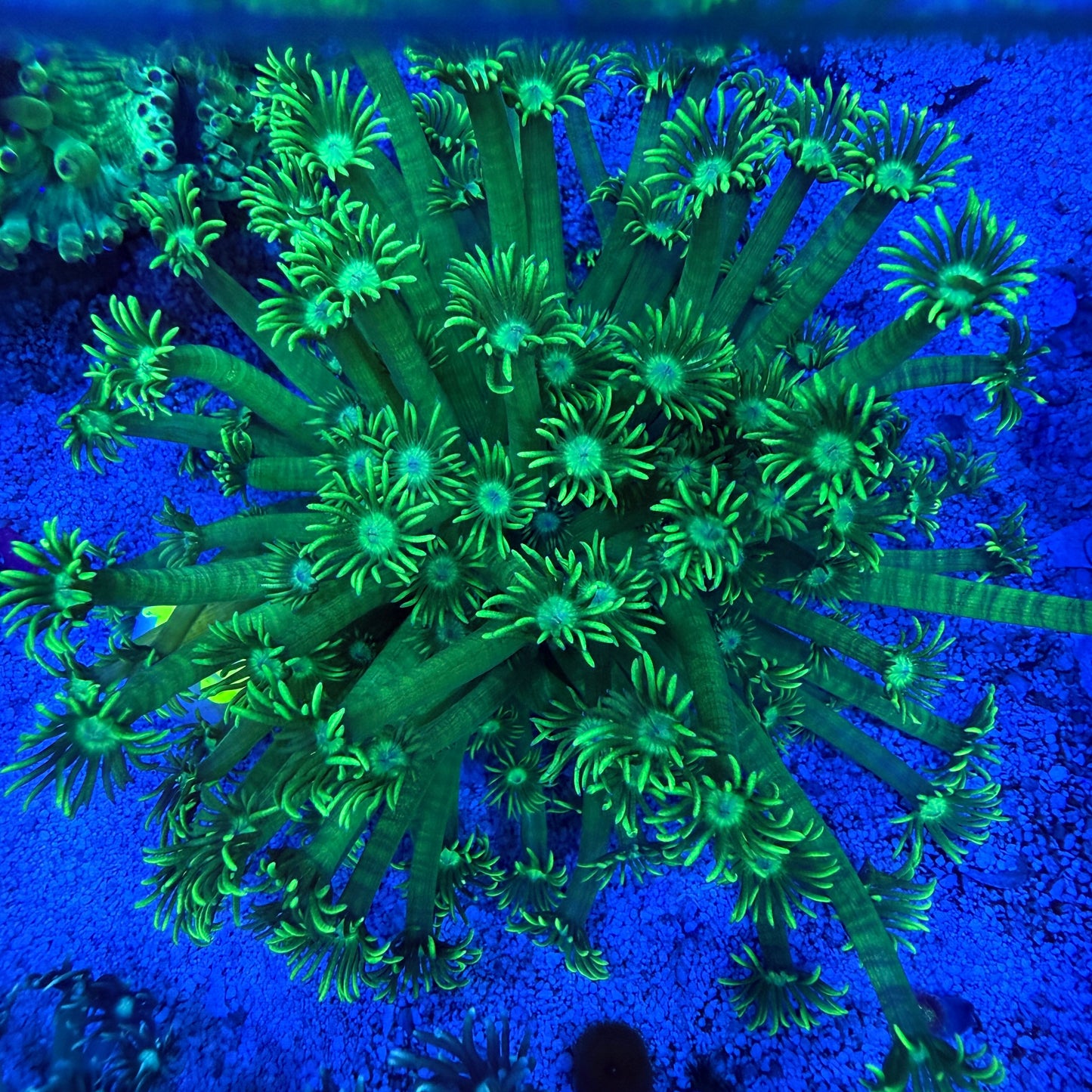 WYSIWYG Neon Green Goni LG