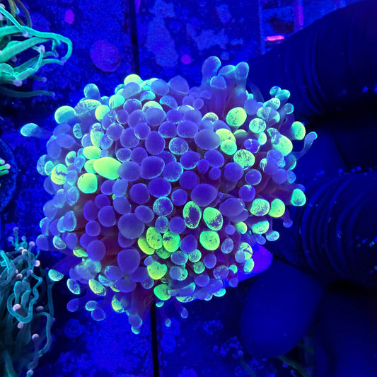 WYSIWYG Neon Splatter Hammer