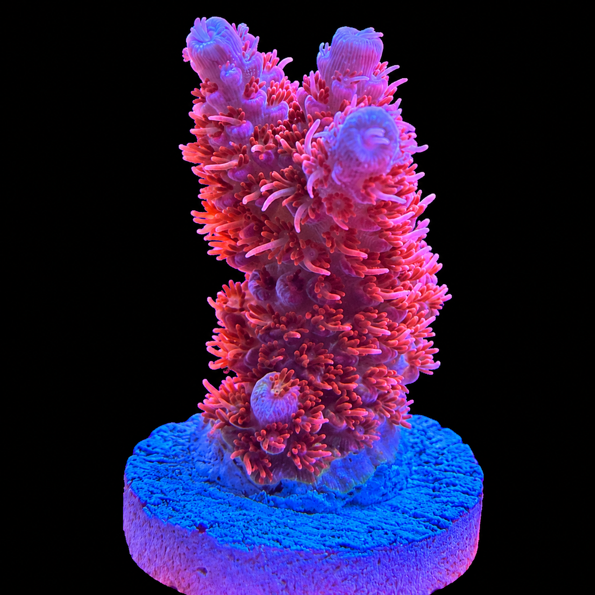 WYSIWYG TSA Princes Peach Acropora Coral