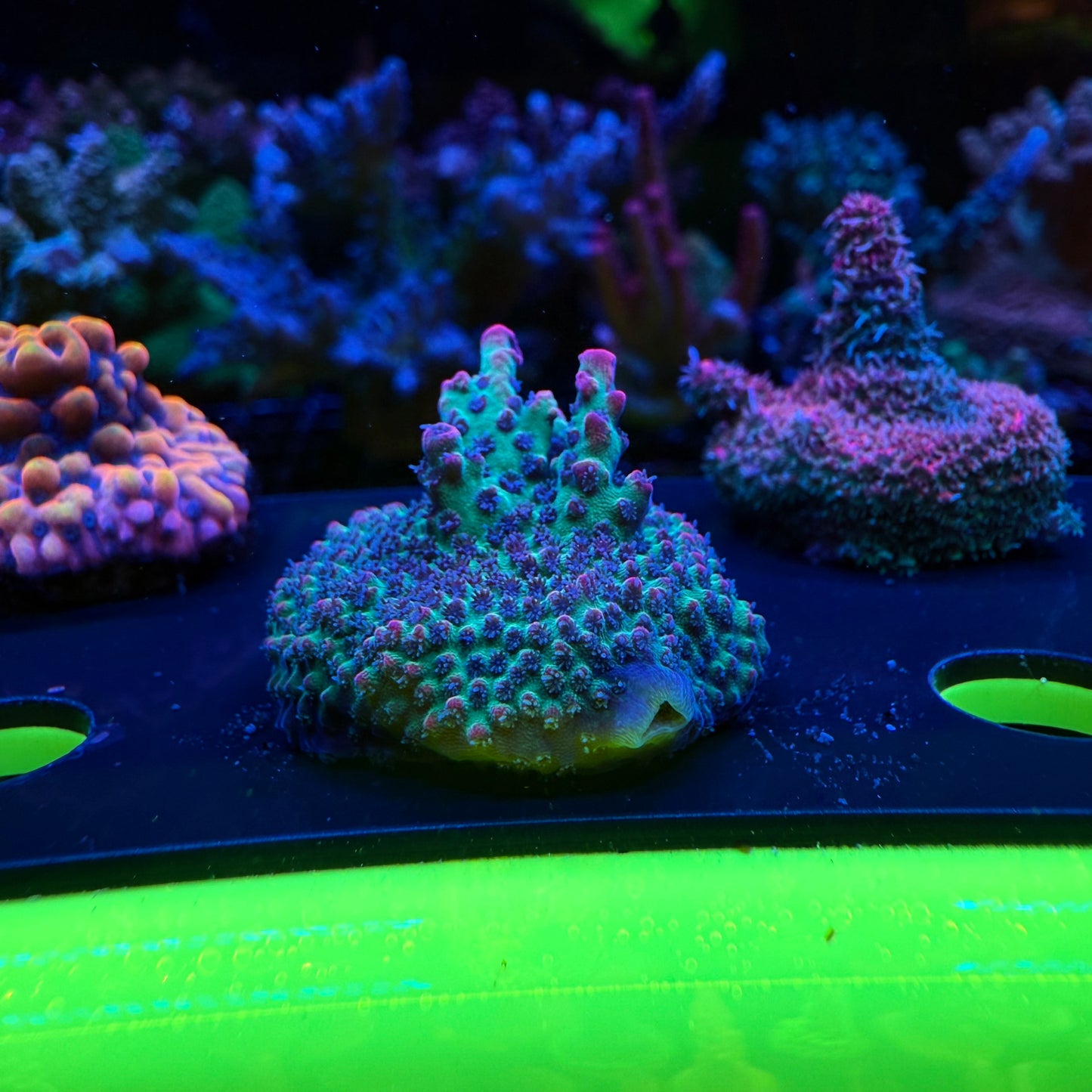 WYSIWYG WWC Strip Tease Acro