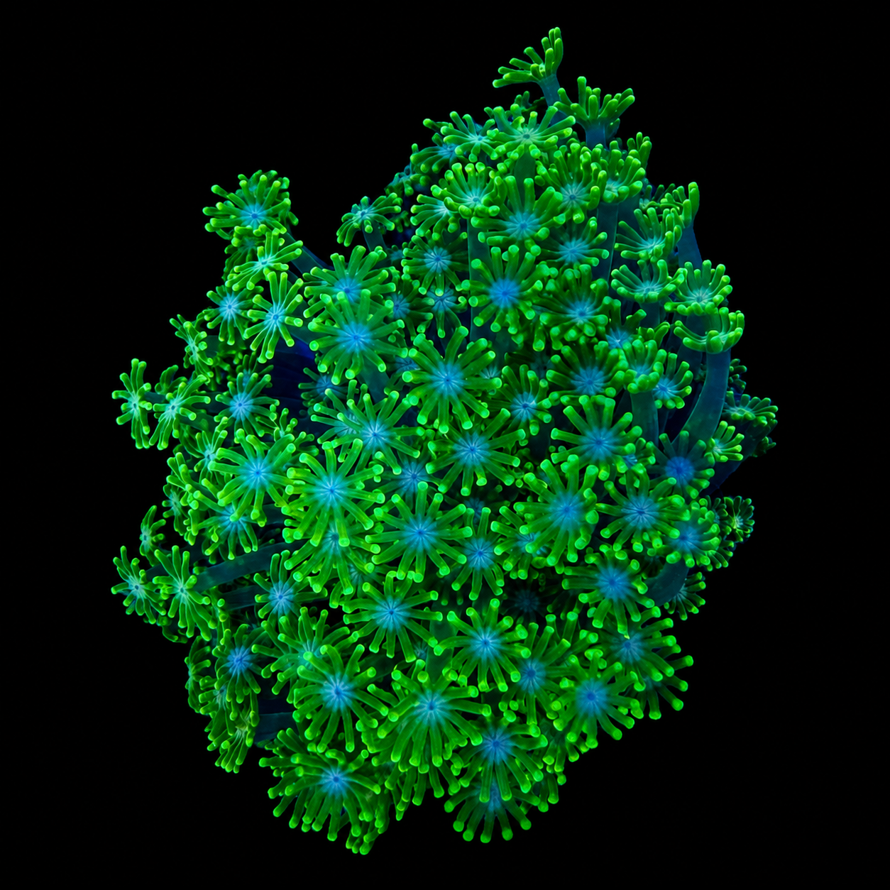 WYSIWYG Goniopora Coral