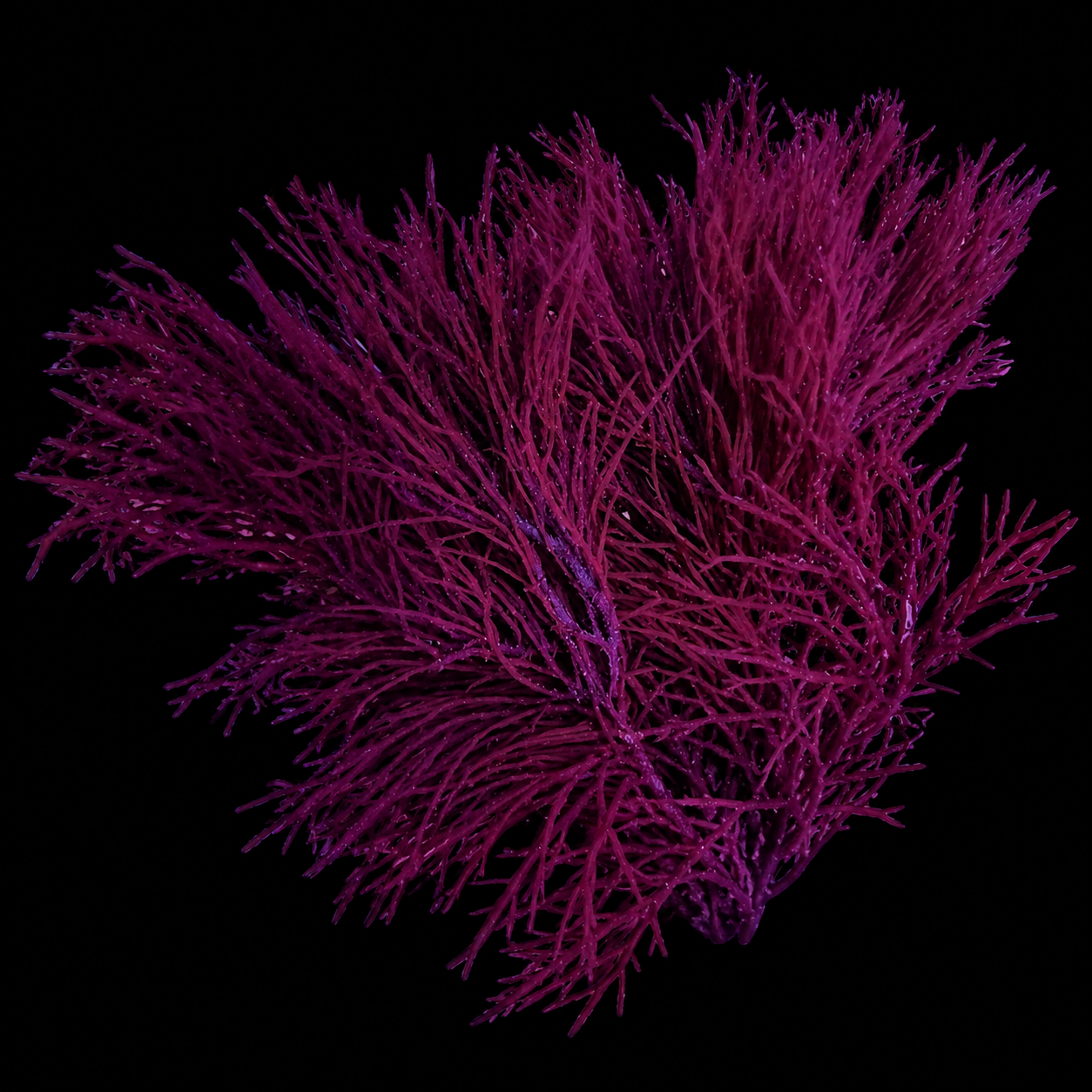 Red Gracilaria Macro Algae