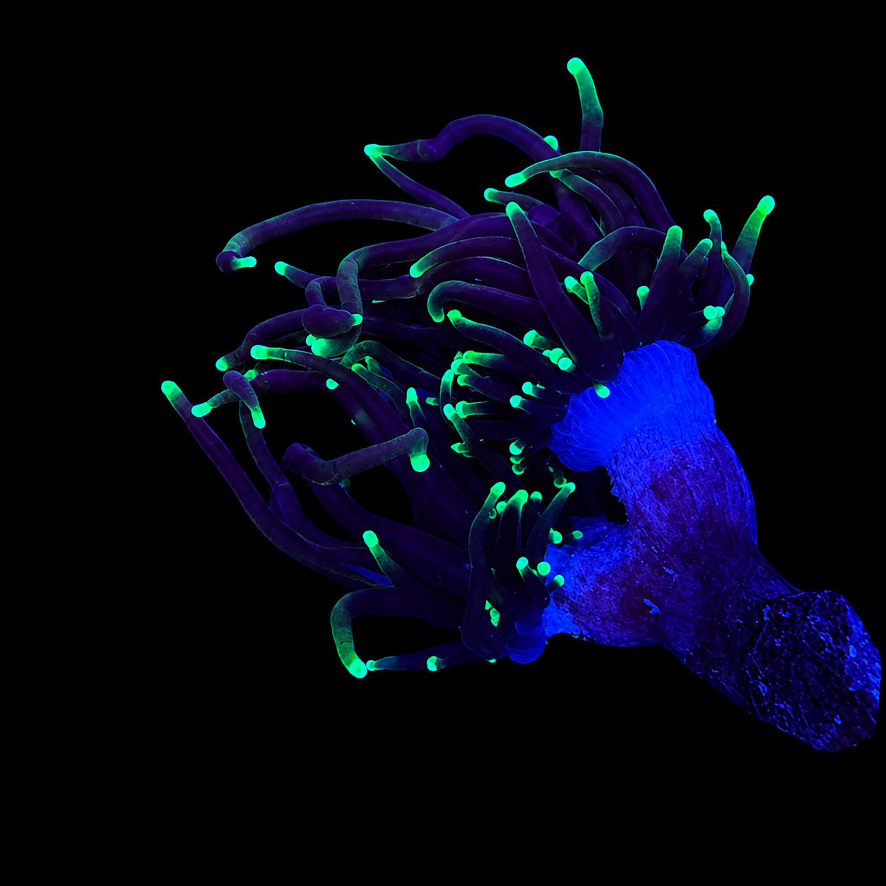 WYSIWYG Blowtorch Torch Coral