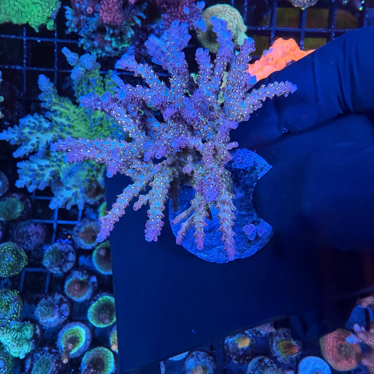 WYSIWYG Golden Locs Acro Colony