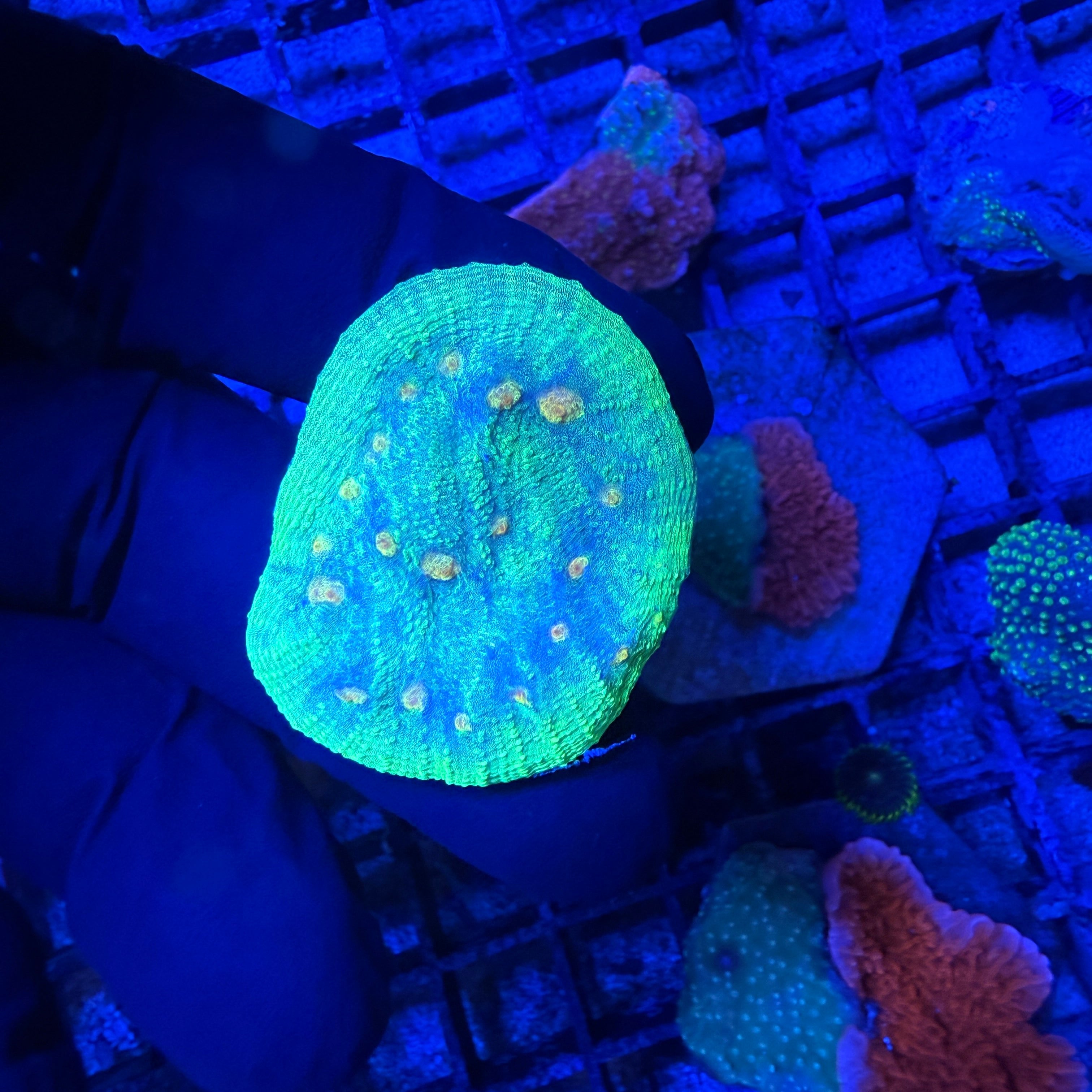 WYSIWYG Alien Eye Chalice Coral Aquarium Show