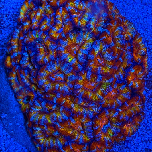 WYSIWYG Rainbow Acan