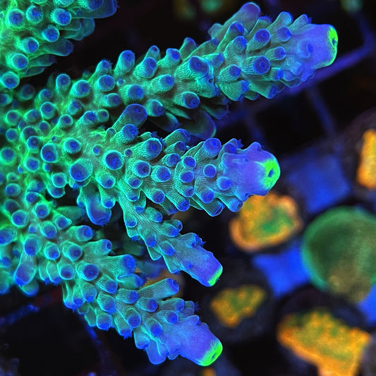 AS Yellow Tip Acropora