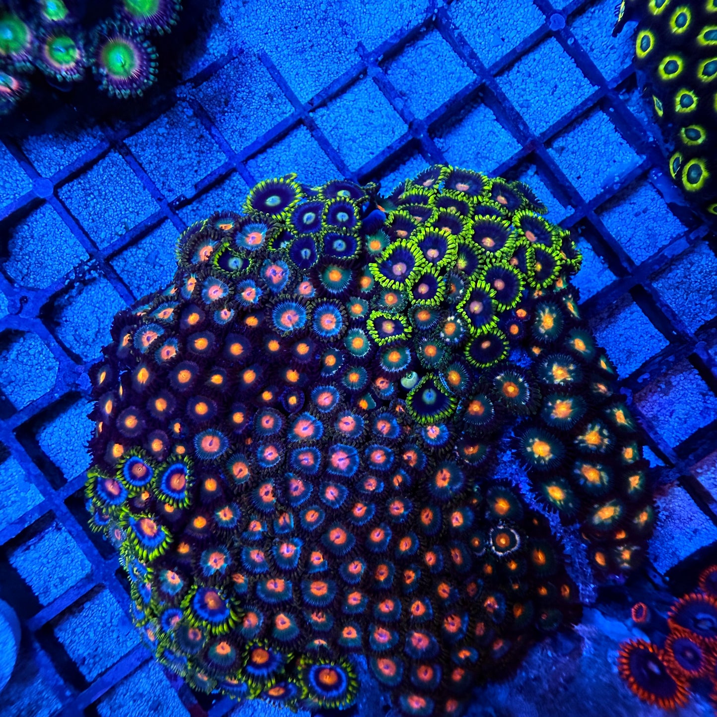 WYSIWYG Zoa Garden Rock