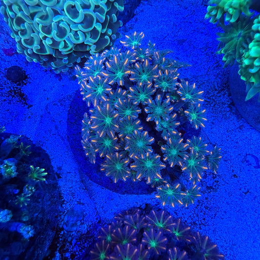 WYSIWYG Fireworks Clove Polyp Colony